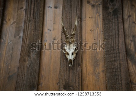 Skull with horns. Skull with horns on wooden background