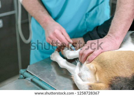 Closeup Of Healthy Beagle Puppy On Examination Table At Vet's Office
