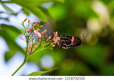 Beautiful macro picture of a black, red and white butterfly sitting on a bright flower.