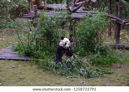 Sweet fluffy fury Panda eats bamboo in the Giant Panda Breeding Research Base, Chengdu, Sichuan province, China