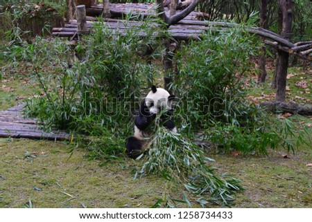 Giant Panda eats bamboo in the Giant Panda Breeding Research Base, Chengdu, Sichuan province, China