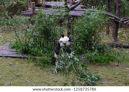 Giant Panda eats baboo in the Panda breeding reservation of Chengdu, China