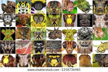 Insects. Close up