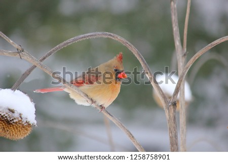 A female cardinal perches on a sunflower branch on a December morning in central Indiana.