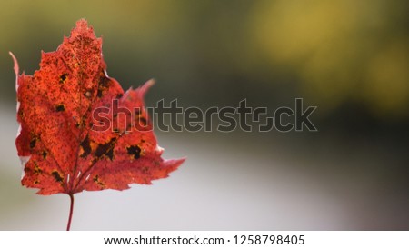 Fall Leaf portrait picture