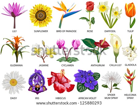 18 Species of colorful flowers Royalty-Free Stock Photo #125880293