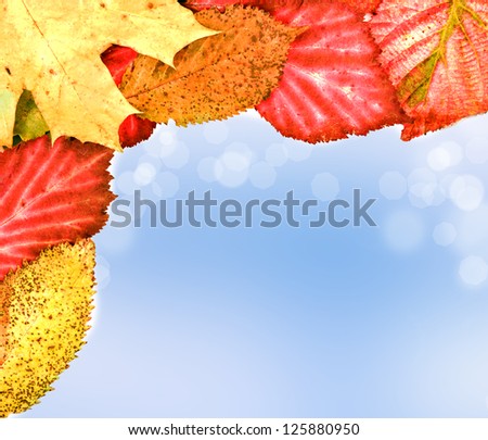 autumn leaves on soft background