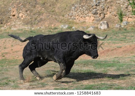 spectacular spanish bull Royalty-Free Stock Photo #1258841683