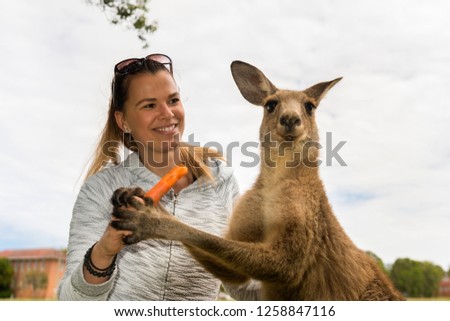 Friendly kangaroo, Australia