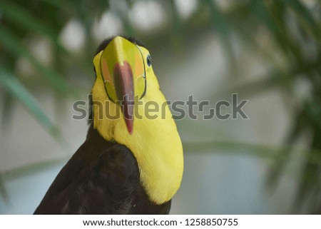 Portrait close up of an exotic toucan with huge beak and yellow chest.