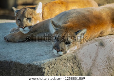Cougar (Puma concolor)Mountain Lion in the ZOO