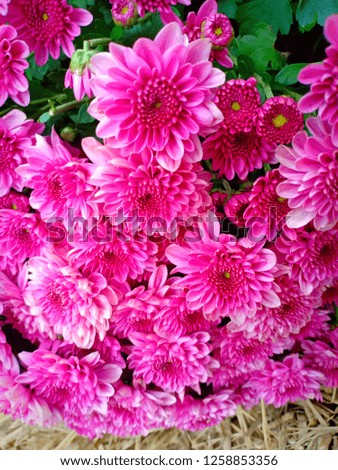 Chrysanthemum flowers at clean and fresh flower garden in chiangmai area
