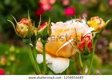 light orange roses in garden beds in summer
