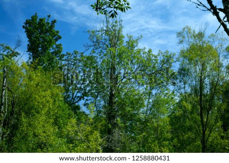 a picture of an exterior Pacific Northwest forest with Mountain ash trees