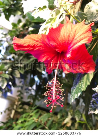 Beautiful Red Hibiscus Flower Close Up . Green Jungle Foliage in Background. Macro of Tiny Summer Stamens . Great for Herbal Tea Blog Content, Botanical Garden Adverts or Vacation Catalogue Picture.