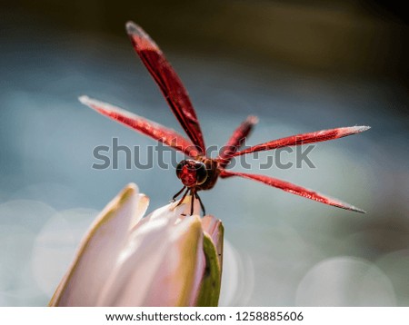 Red dragonfly sitting on a lotus flower