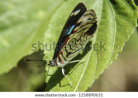 Beautiful butterfly picture