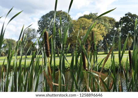 Reeds (Typha Latifolia) also called bulrush, reedmace, cattail or corn dog grass. 
