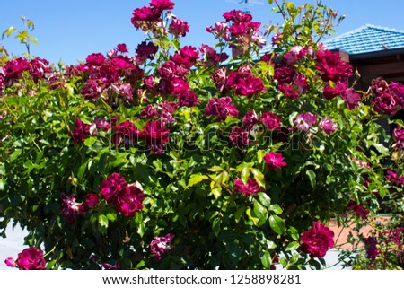 Glorious magnificent romantic beautiful sport of Brilliant Pink Iceberg rose, Burgundy Iceberg roses blooming in winter  add fragrant charm to the garden  with  a floribunda clustering habit .