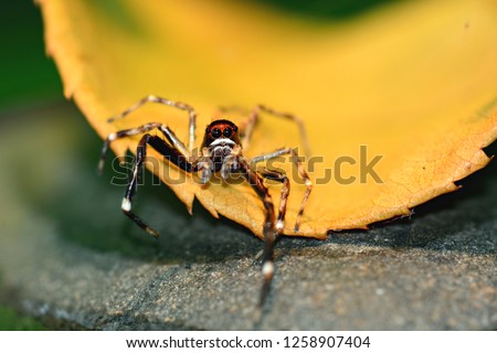 A macro photo of a small jumping spider (Salticidae Family), looking straight into camera