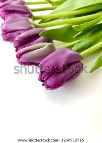 Purple tulips on white background card