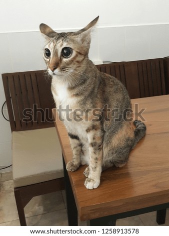 Big eyed cat sitting on table