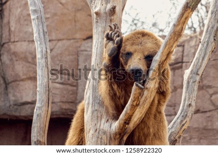 a bear waving