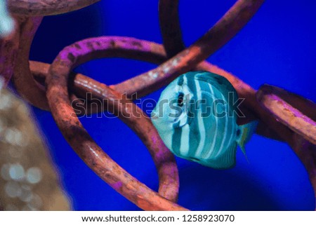 small blue fish in an aquarium 