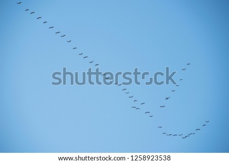 Birds flying away on blue background
