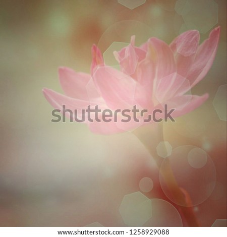 Flower name is Rain lily with soft blur in the pastel vintage tone for bokeh background / Take a picture taken with a overlay with a special filter in the camera.