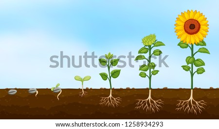 Diagram of plant growth stages  illustration Royalty-Free Stock Photo #1258934293