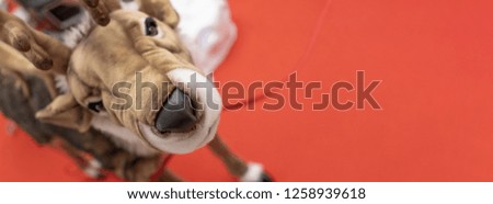 Cute puppy reindeer on Christmas red background
