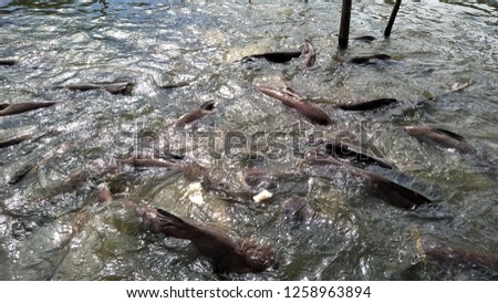 STRIPED CATFISH or Iridescent shark swimming in the river and eating the bread