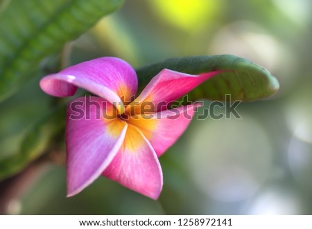 Beautiful pink flowers with soft green background, plumeria tree in bloom