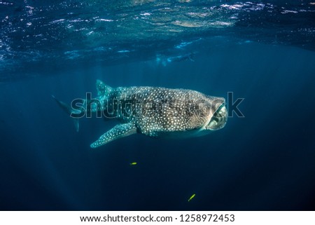 Giant whale shark swimming and feeding close to the surface with snorkelers swimming nearby