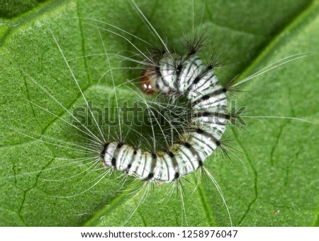Macro Photography of Black and White Hairy Caterpillar on The Back of Leaf