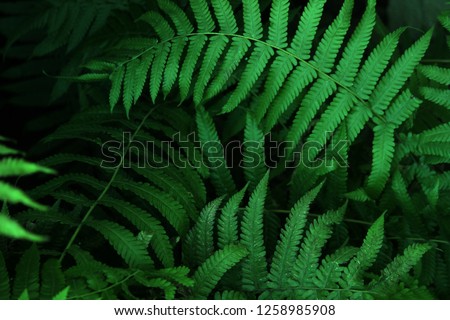  Green Fern leaf in the forest Royalty-Free Stock Photo #1258985908