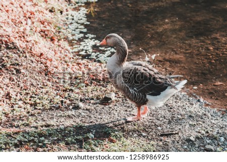 Gray duck in a lake close to Yufu mountain in Oita, Japan