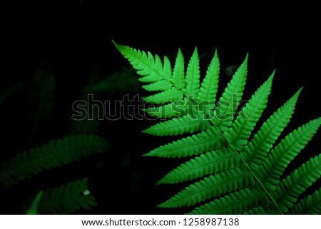  Green leaf in the forest Royalty-Free Stock Photo #1258987138