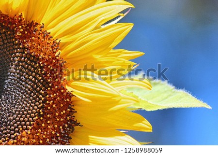  Sunflower in the sunshineday Royalty-Free Stock Photo #1258988059