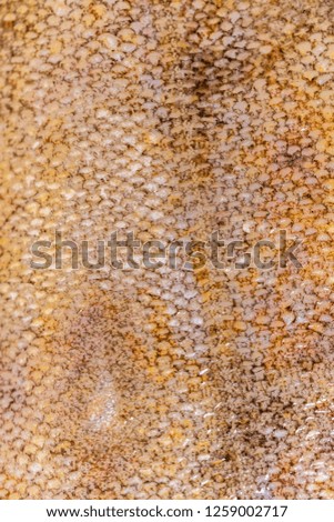 food background, flounder fish scales texture closeup