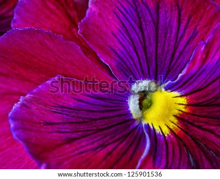 Viola tricolor. Beautiful flower, closeup.