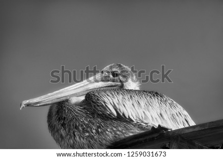Large Florida tropical Pelican perched on a marina building in the morning sunshine in black and white  Royalty-Free Stock Photo #1259031673