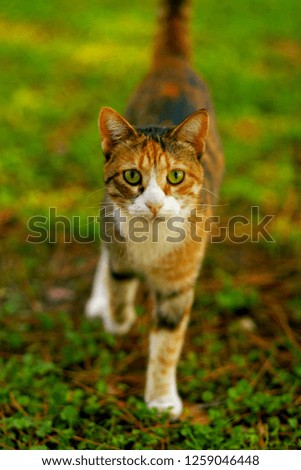 cat walking on the grass