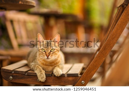 cat in the chair