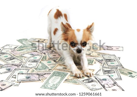 chihuahua dog dollar banknotes isolated on the white background