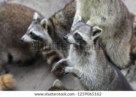 Cute Black and White Racoon Family, Martinique, Caribbean 