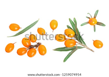Sea buckthorn. Fresh ripe berry with leaves isolated on white background with copy space for your text. Top view. Flat lay pattern Royalty-Free Stock Photo #1259074954