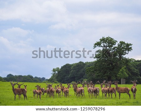 A herd of deer at Windsor Great Park