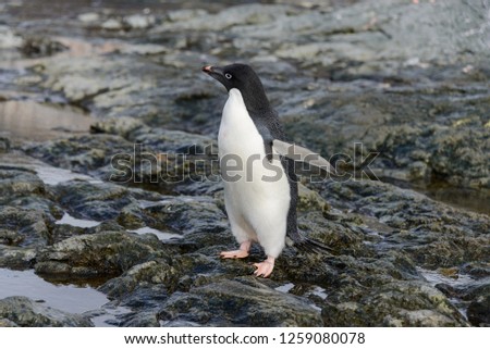 Adelie penguin on the beach in Antarctica